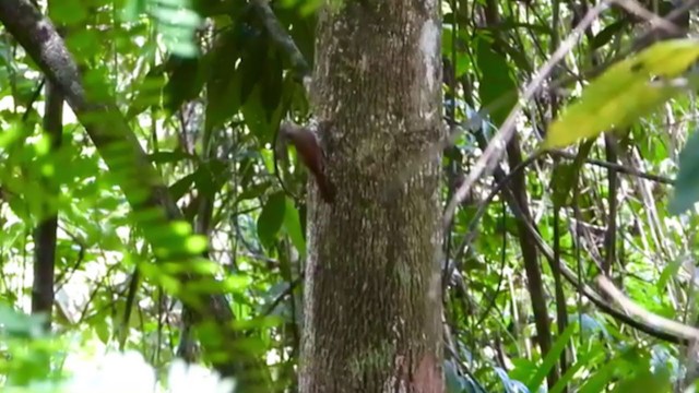 Olivaceous Woodcreeper - ML347515801