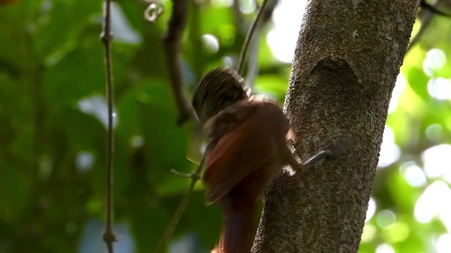 Ivory-billed Woodcreeper - ML347515811