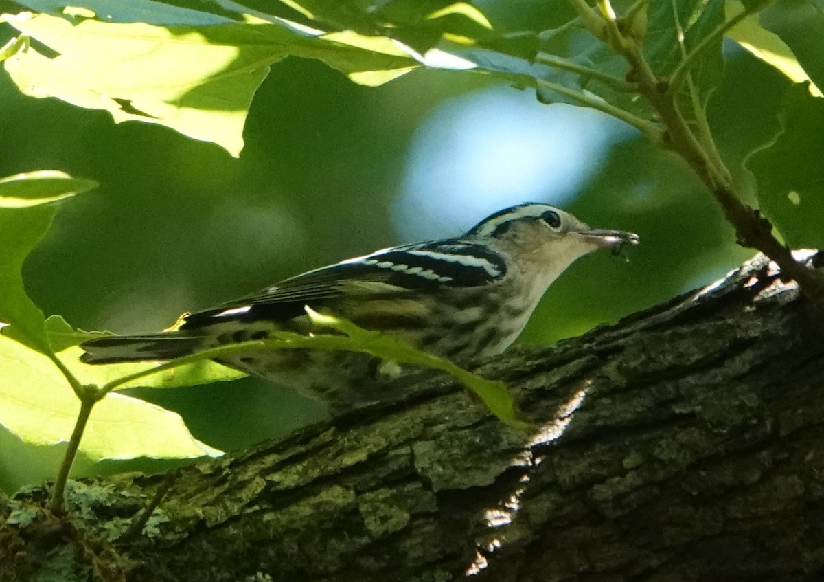 Black-and-white Warbler - ML347516641