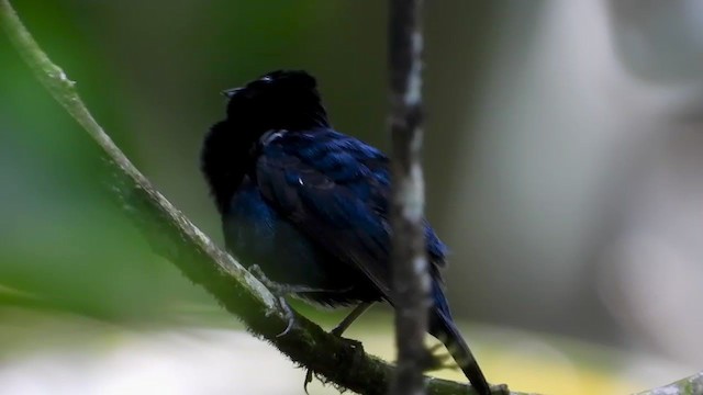 Blue-black Grassquit - ML347519521