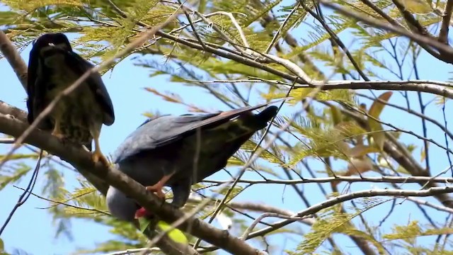 Plumbeous Kite - ML347519571