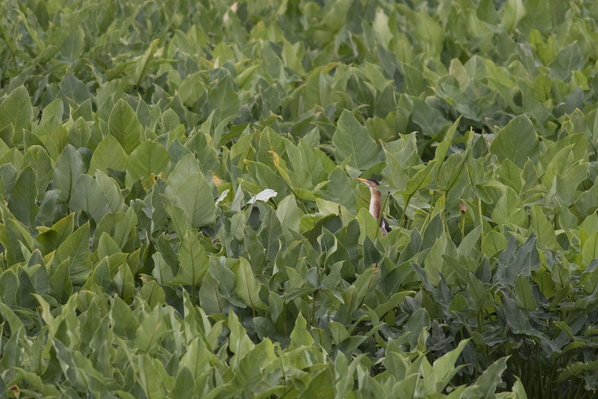 Least Bittern - ML347521481