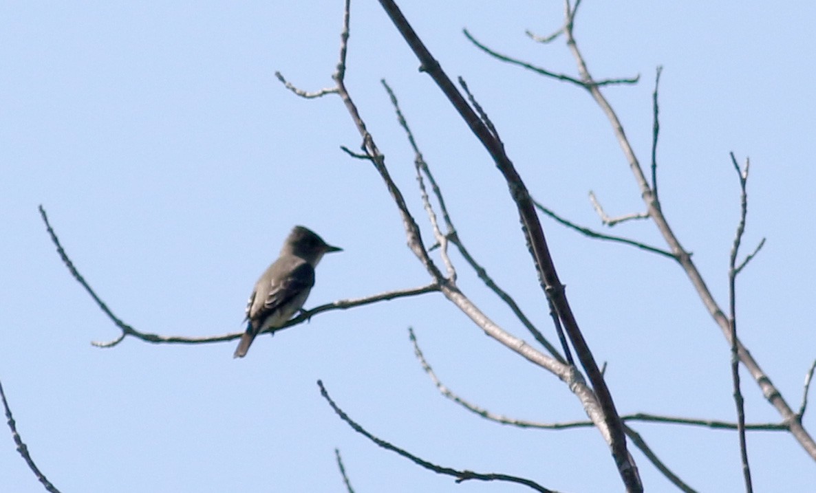 Olive-sided Flycatcher - ML34752151