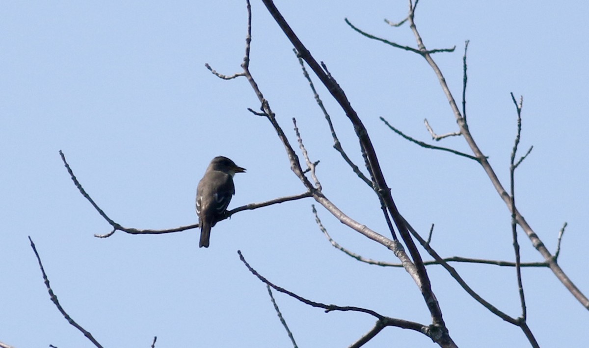 Olive-sided Flycatcher - ML34752171