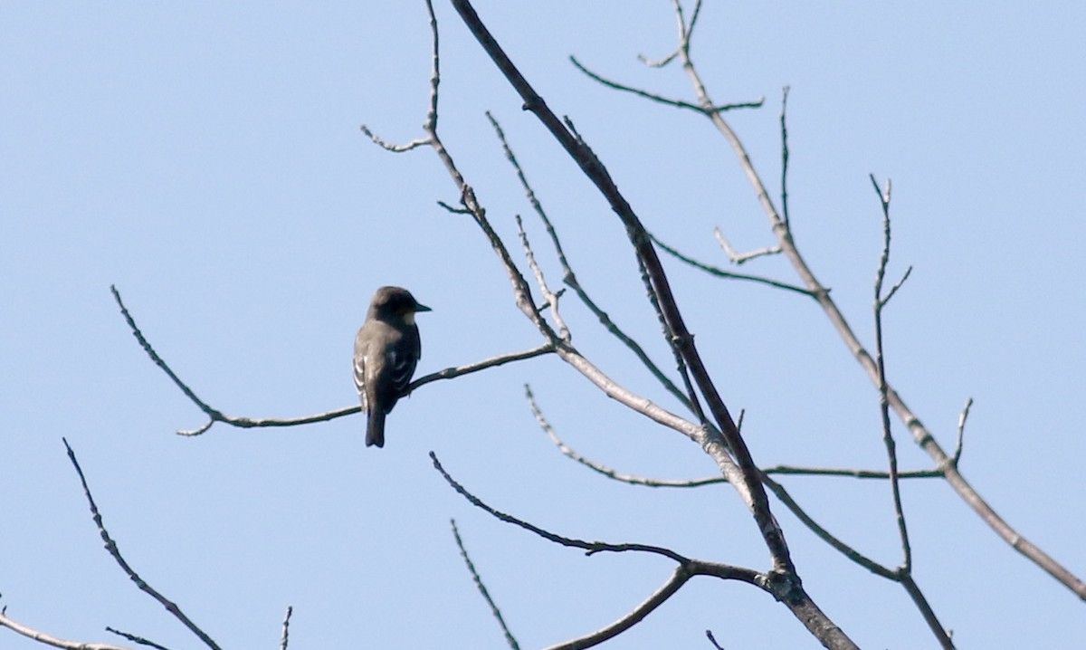 Olive-sided Flycatcher - ML34752181