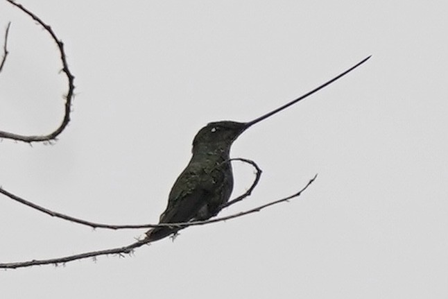 Sword-billed Hummingbird - ML347521881