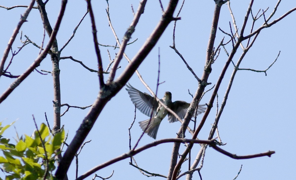 Olive-sided Flycatcher - ML34752191