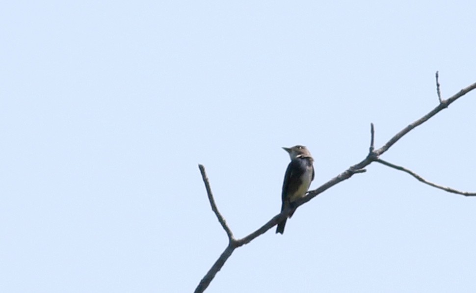 Olive-sided Flycatcher - Jay McGowan