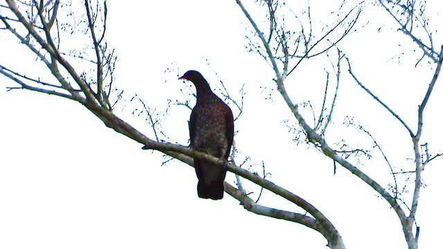 Scaled Pigeon - ML347523101