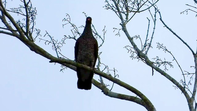 Scaled Pigeon - ML347523231