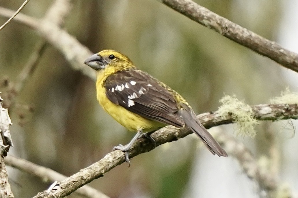 Golden Grosbeak - ML347523581