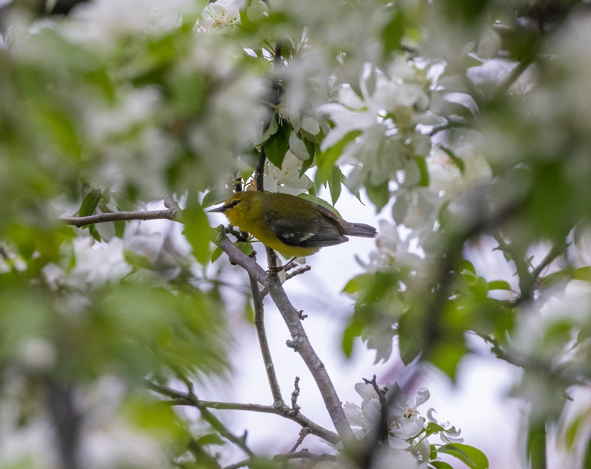 Blue-winged Warbler - ML347524131