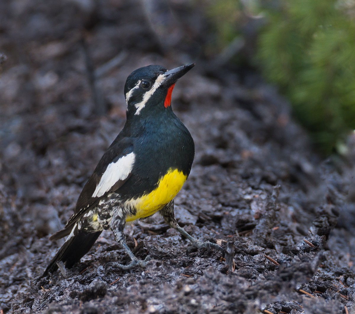 Williamson's Sapsucker - ML347525581