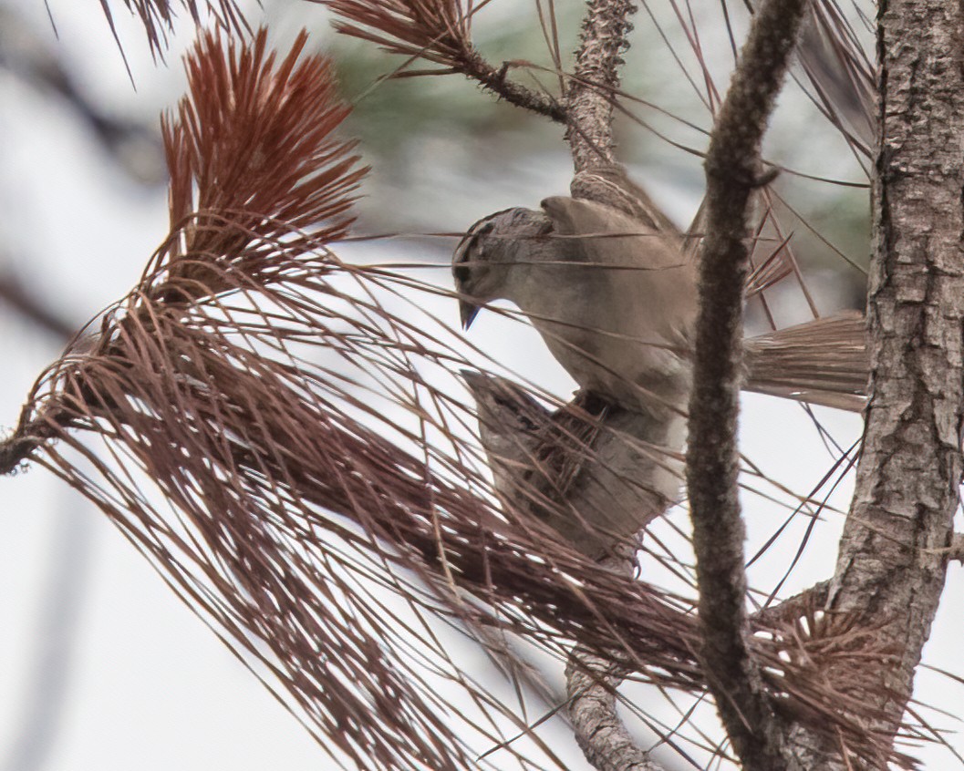 Chipping Sparrow - ML347526171