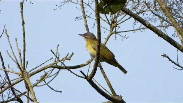 Gelbflankenvireo - ML347526591