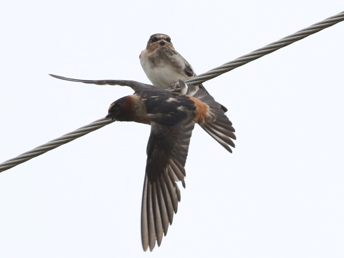 Cliff Swallow - ML347526811