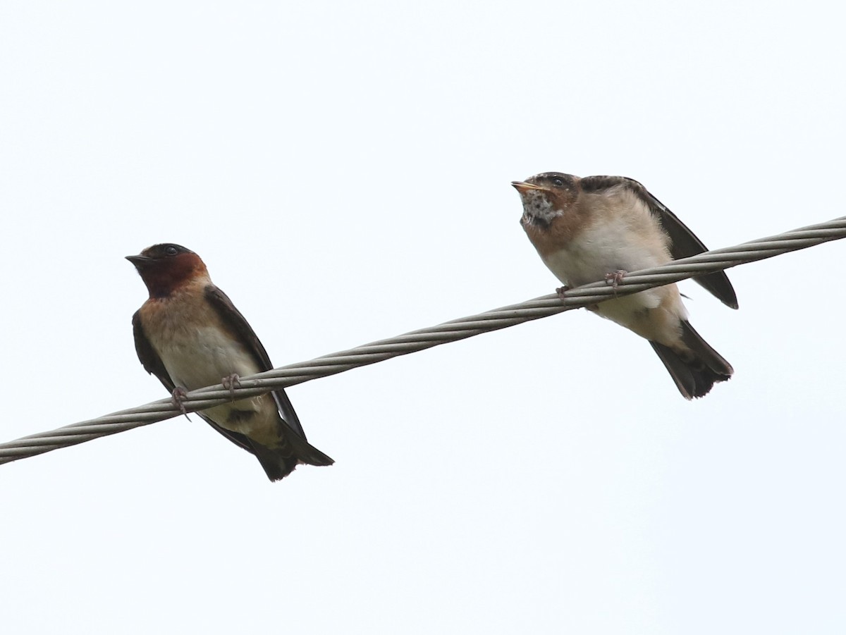 Cliff Swallow - ML347526971