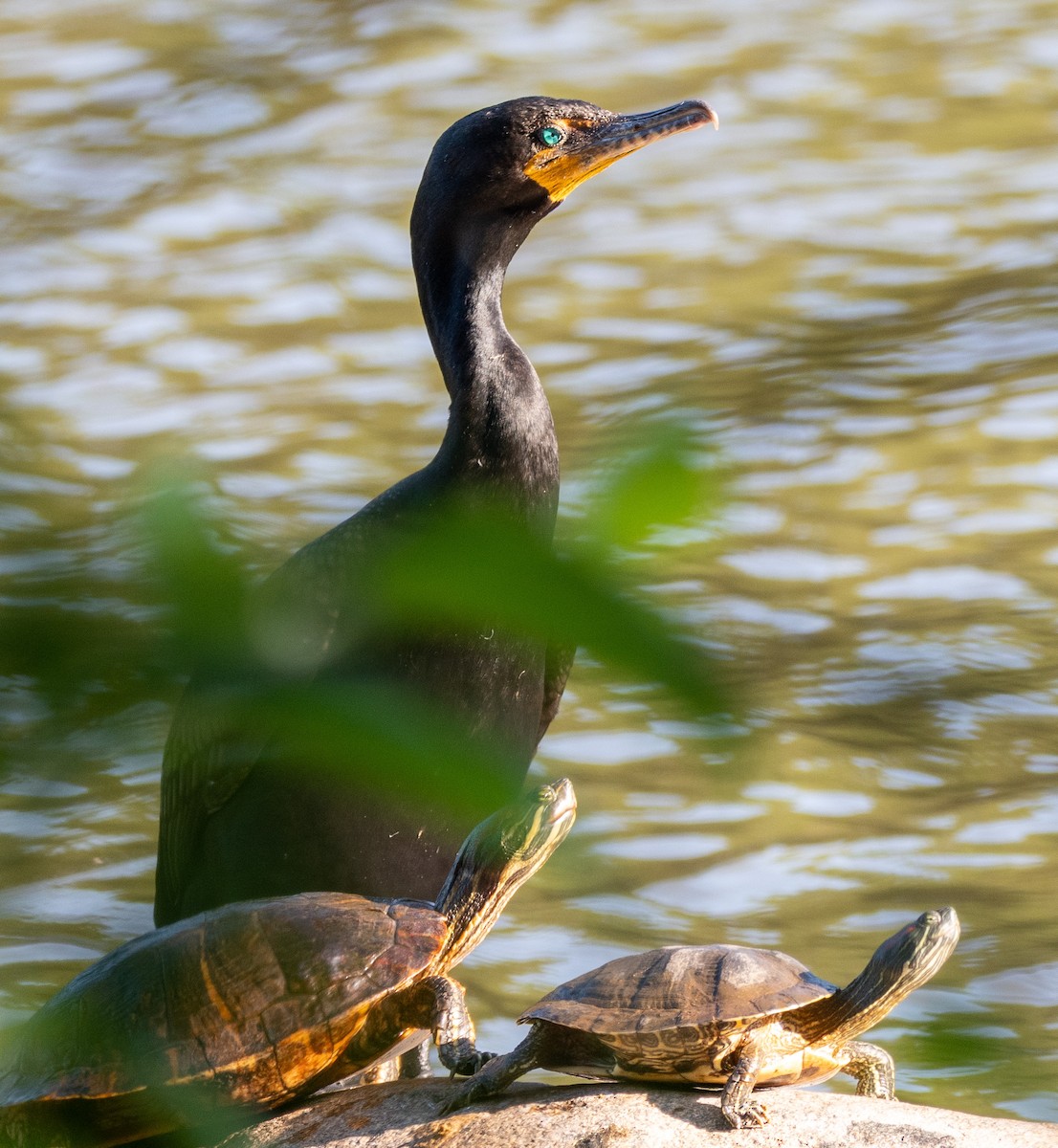 Double-crested Cormorant - ML347527361