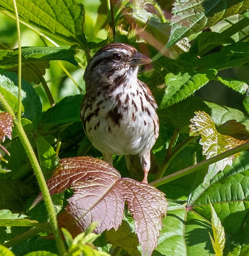 Song Sparrow - ML347527571