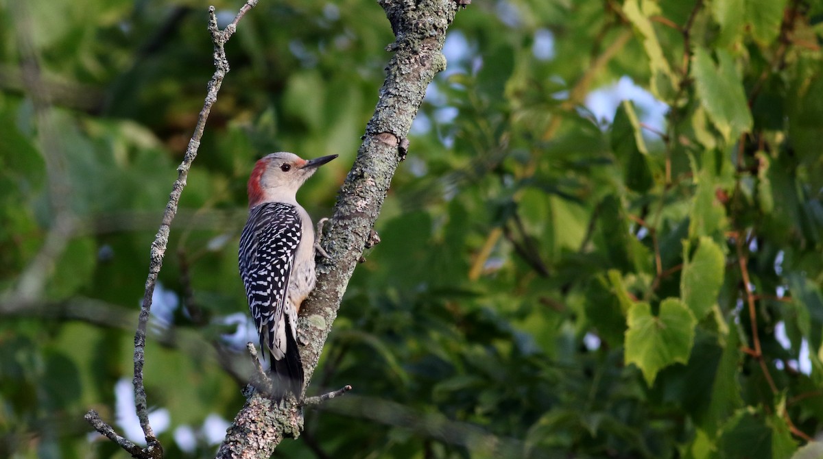 Red-bellied Woodpecker - ML34752841