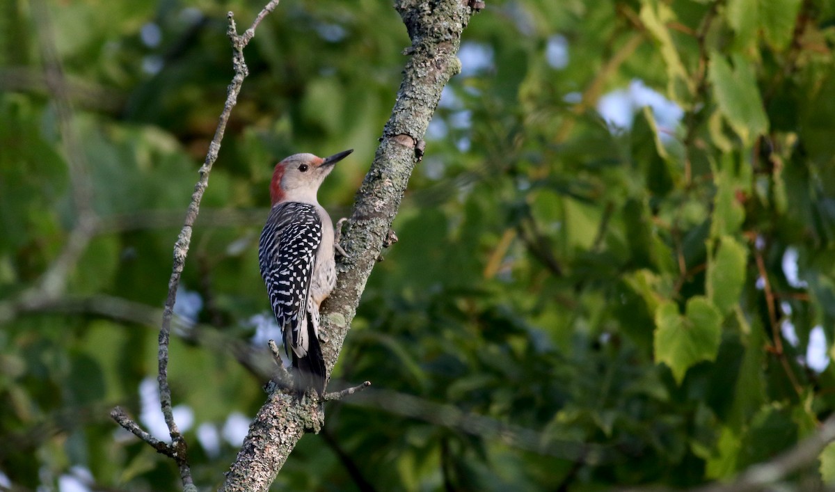 Red-bellied Woodpecker - ML34752851