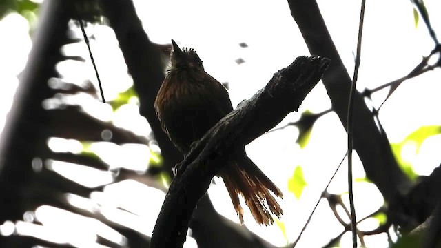 White-whiskered Puffbird - ML347530721