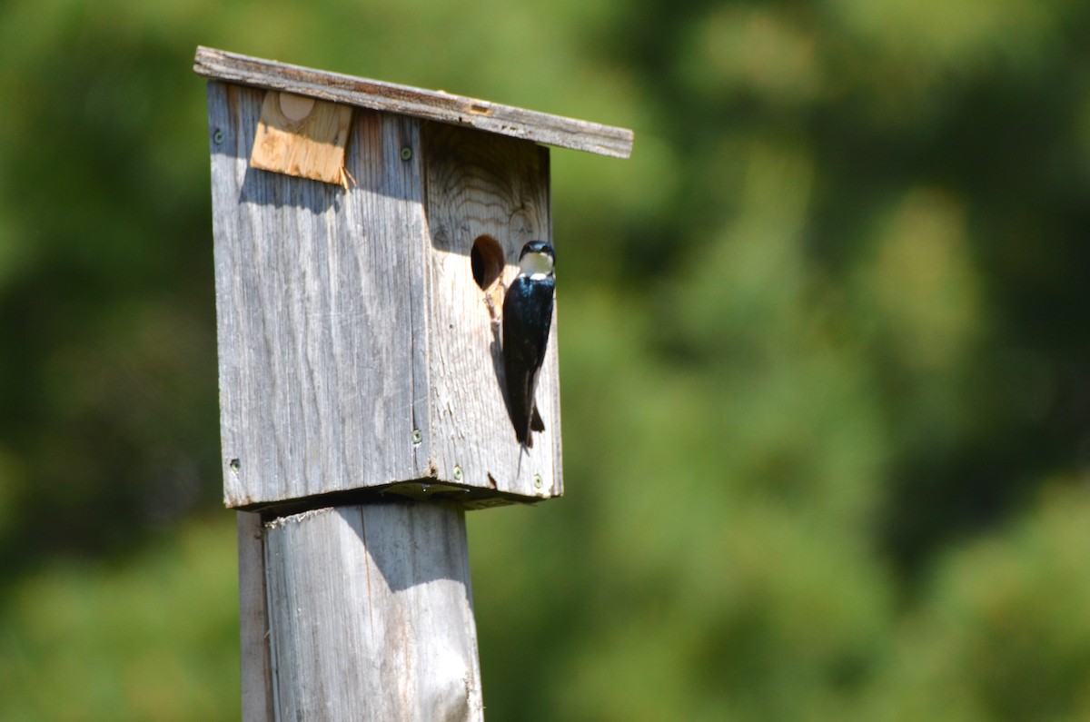 Tree Swallow - ML347533781