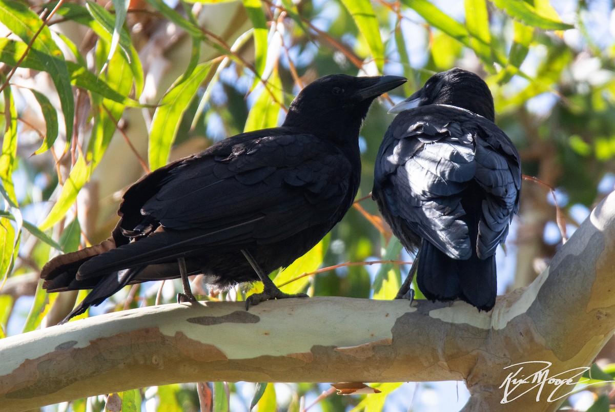 American Crow - ML347534401