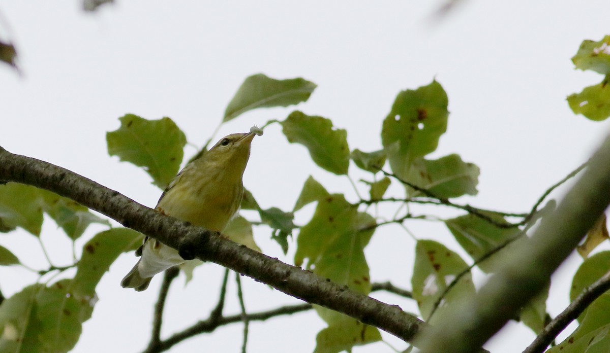 Blackpoll Warbler - Jay McGowan