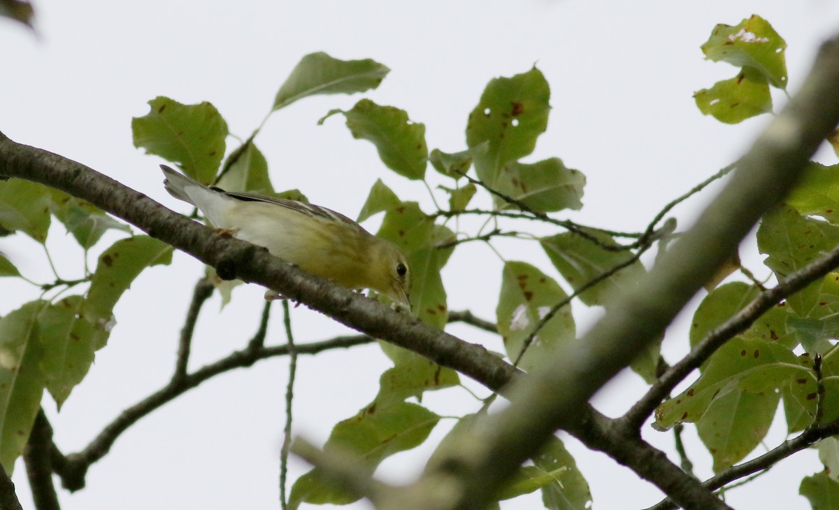 Blackpoll Warbler - Jay McGowan