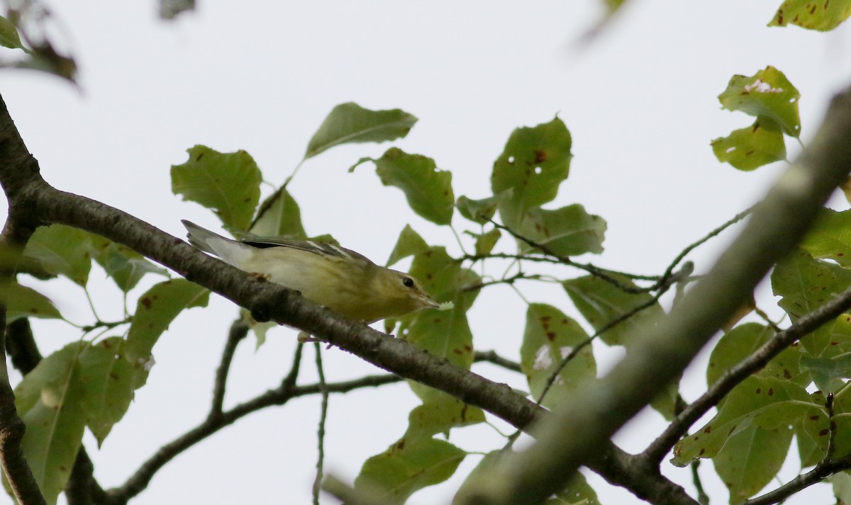 Blackpoll Warbler - ML34753661