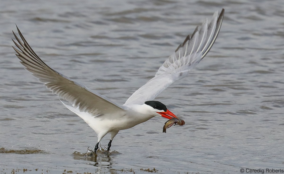 Caspian Tern - Ceredig  Roberts