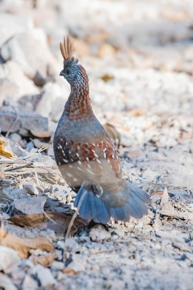 Elegant Quail - matthew jensen