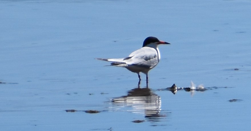 Forster's Tern - ML347538961