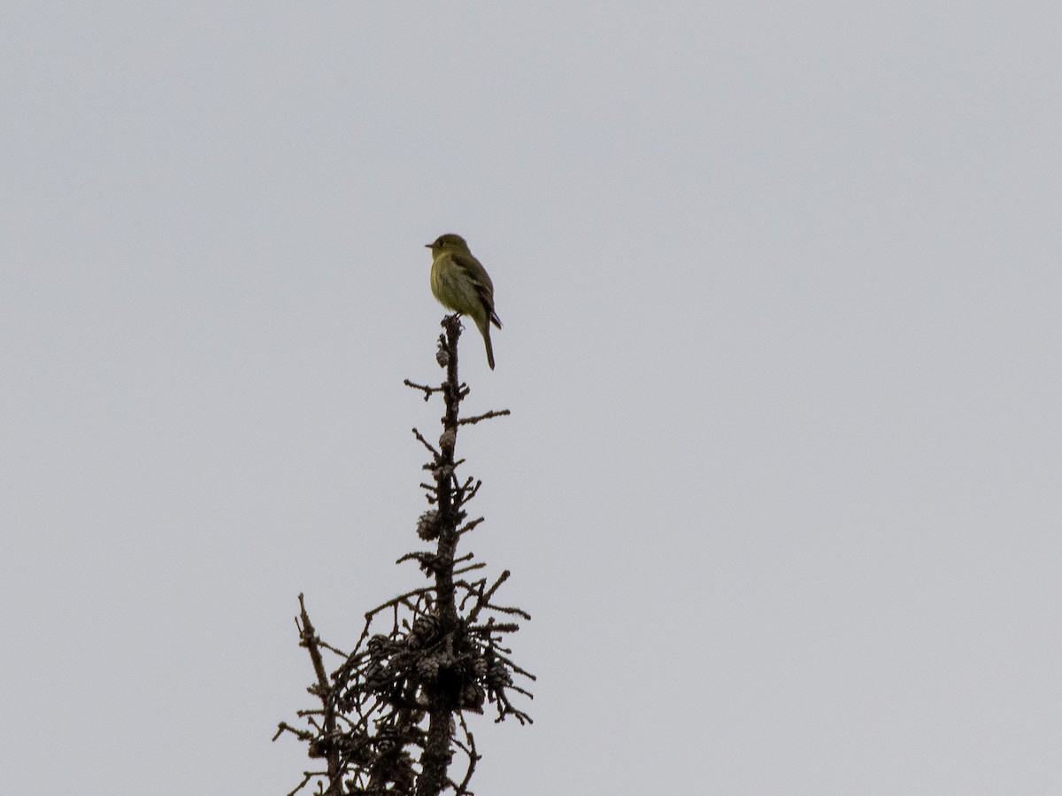 Yellow-bellied Flycatcher - ML347539541