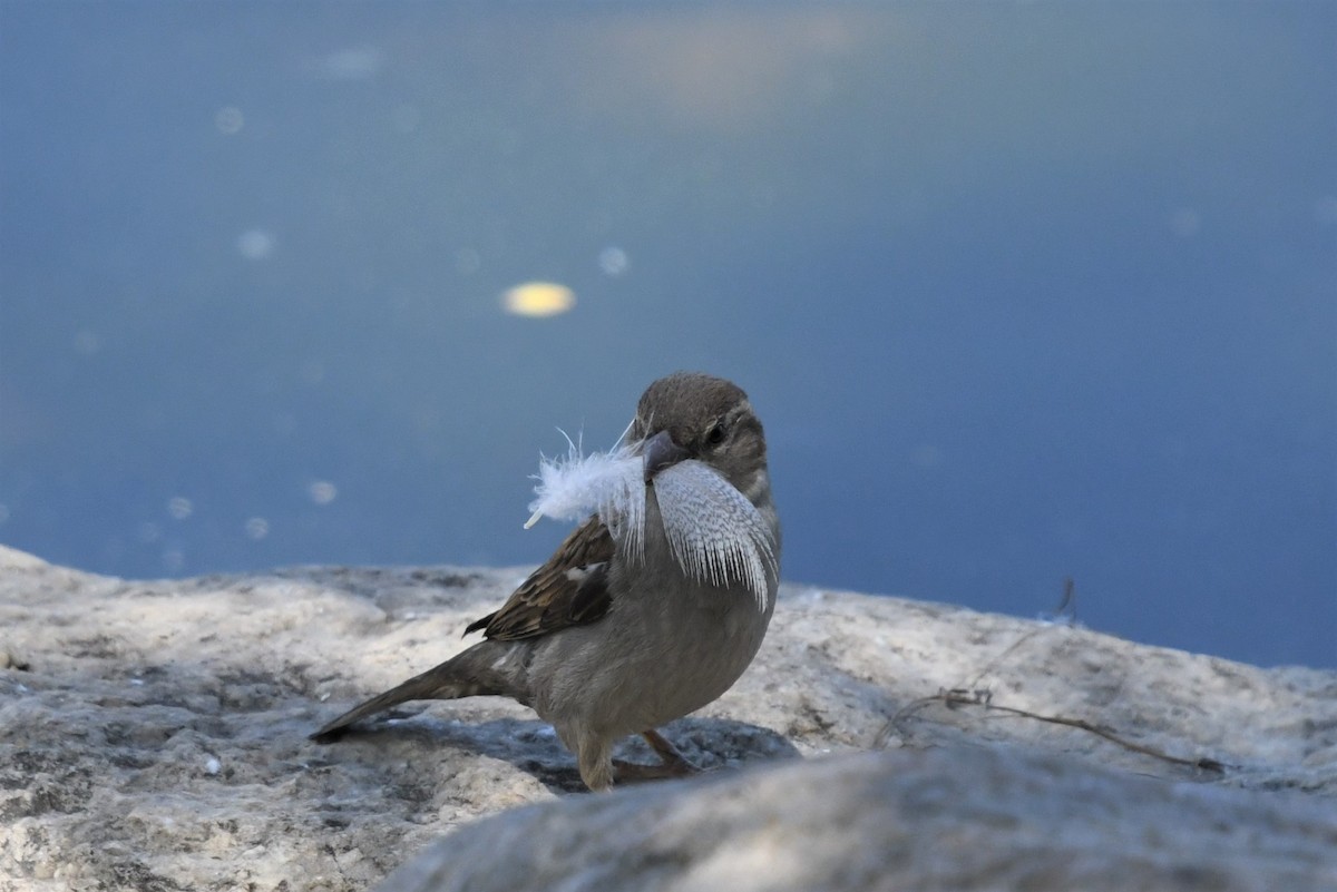 House Sparrow - ML347540571