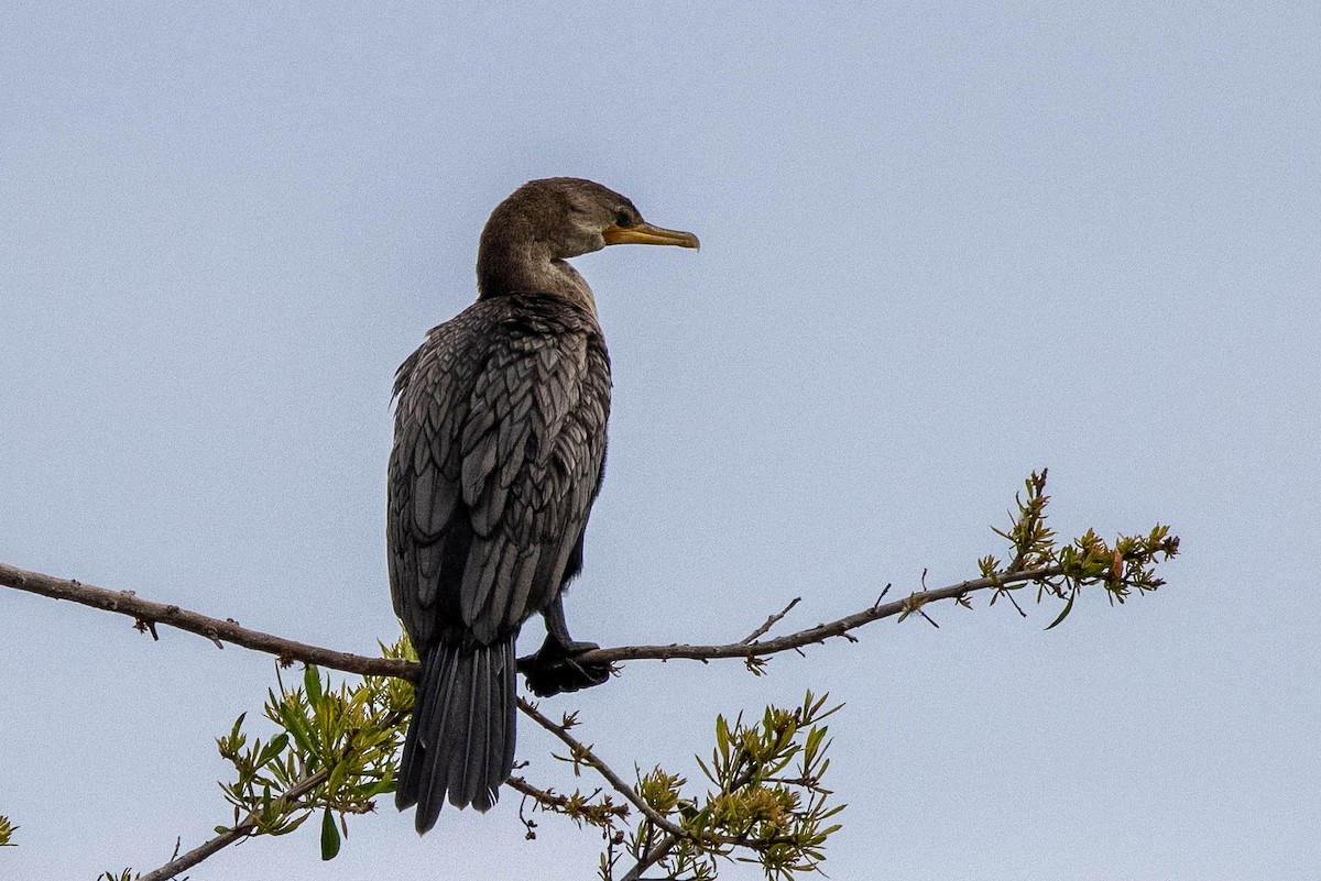 Neotropic Cormorant - ML347542331