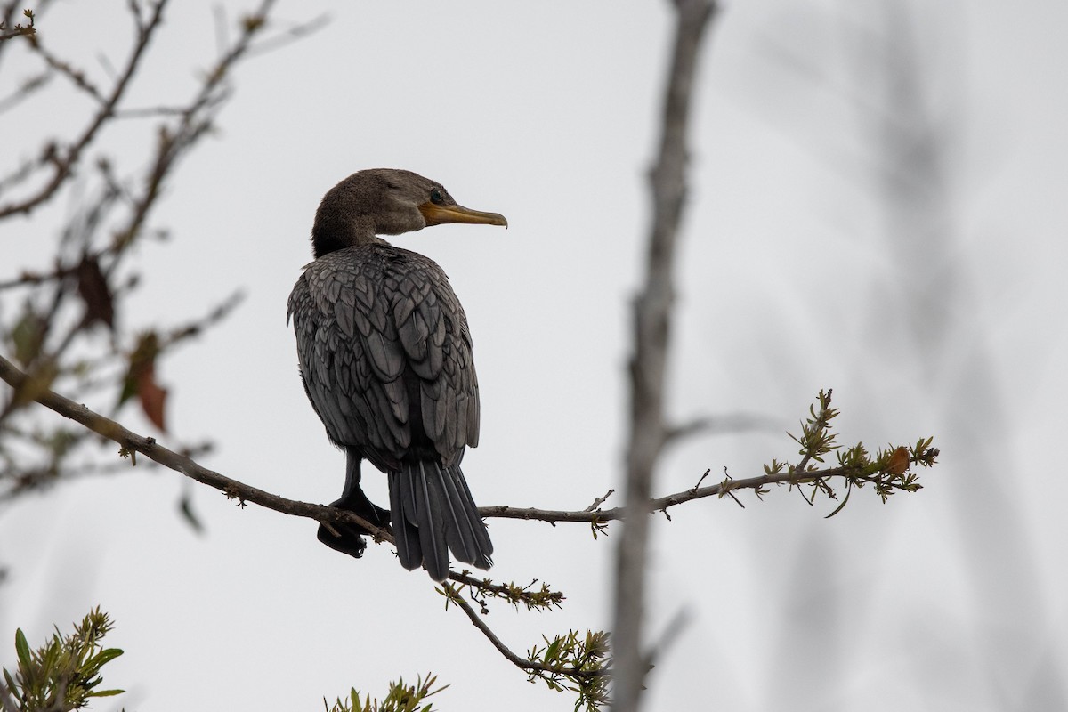 Neotropic Cormorant - ML347542351