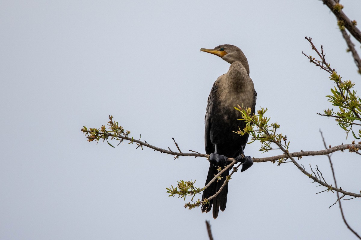 Neotropic Cormorant - ML347542361