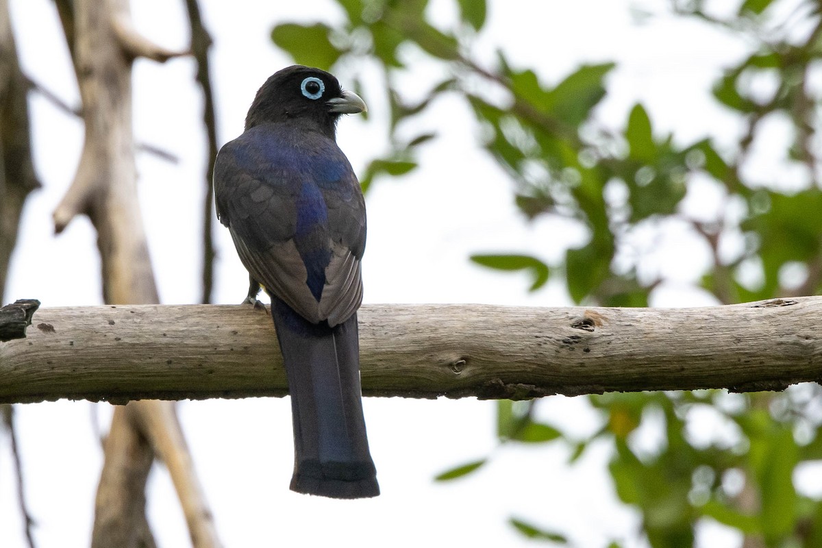 Black-headed Trogon - ML347542491