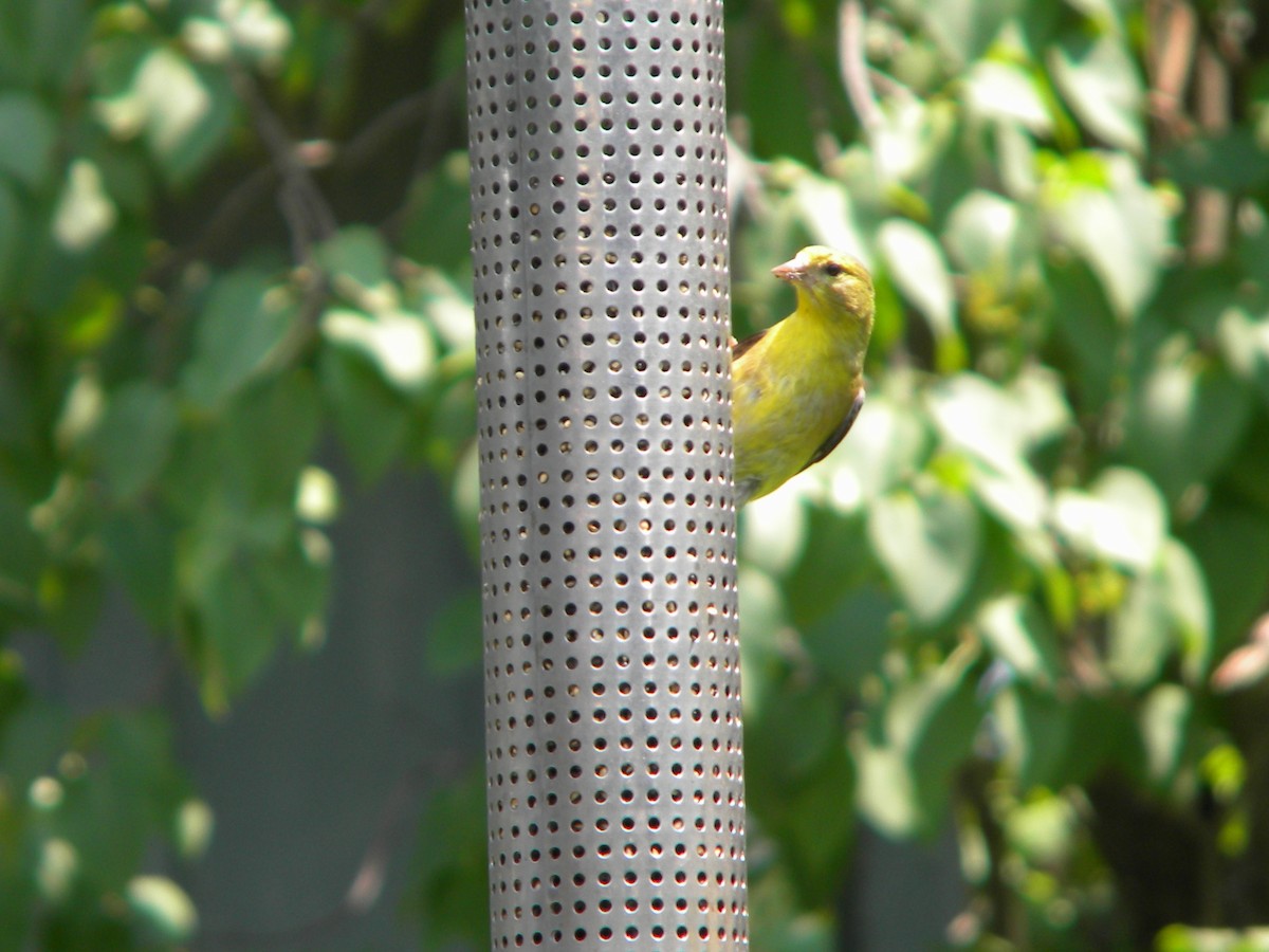 American Goldfinch - Caleb Scholtens