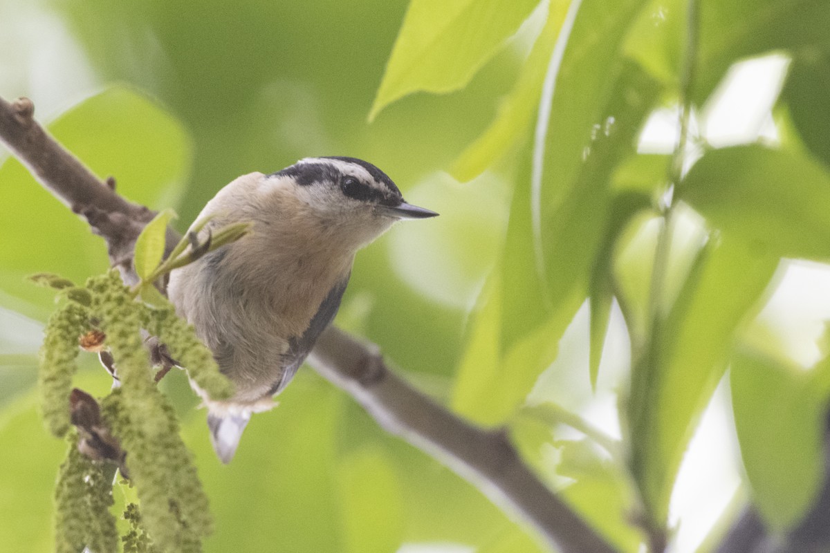 Red-breasted Nuthatch - ML347542751