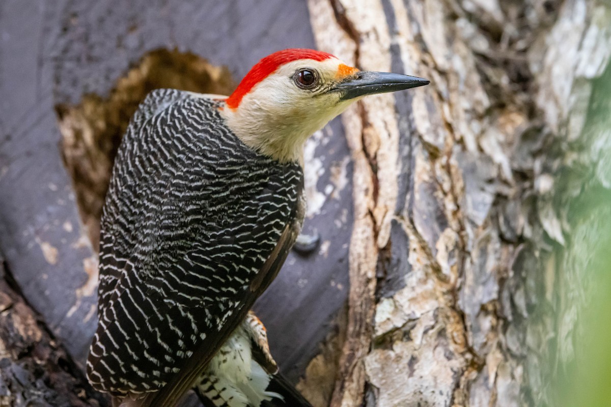 Golden-fronted Woodpecker - ML347542821