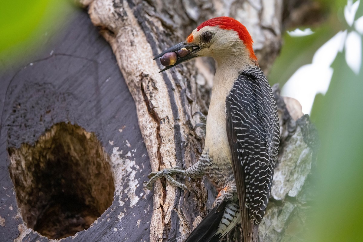 Golden-fronted Woodpecker - ML347542971