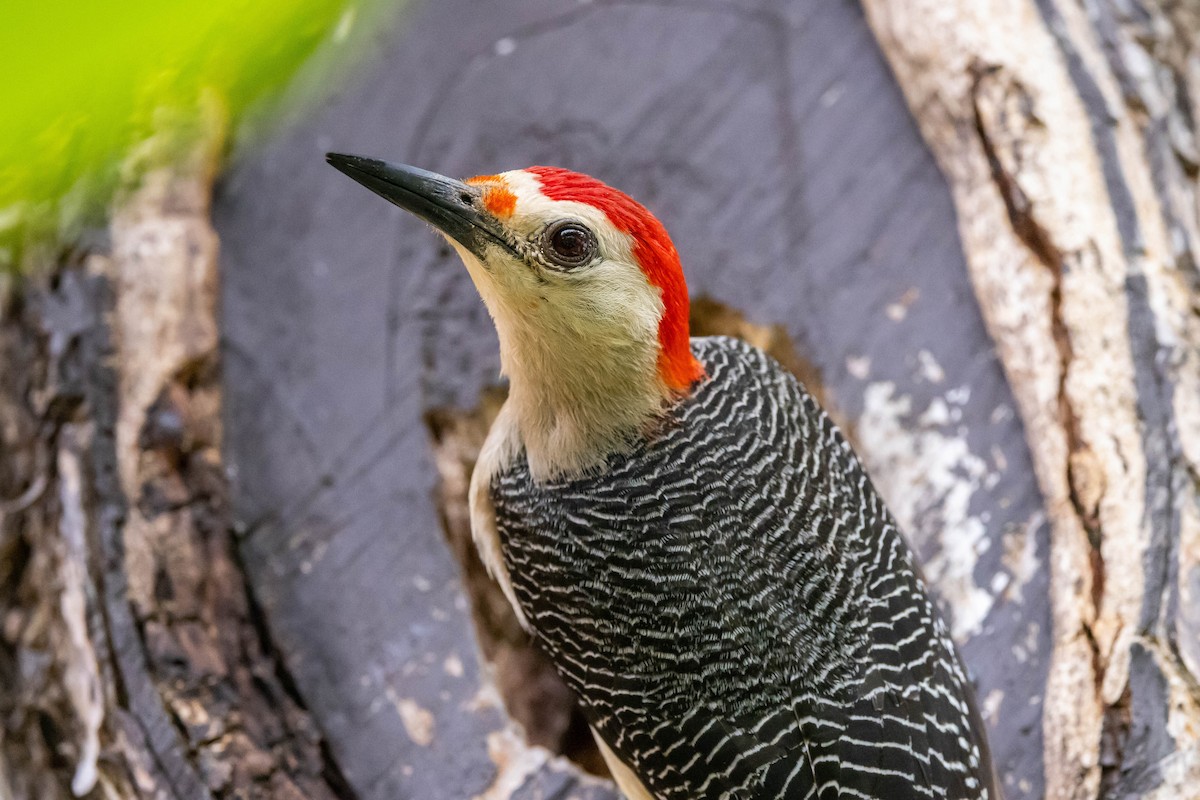 Golden-fronted Woodpecker - ML347542991