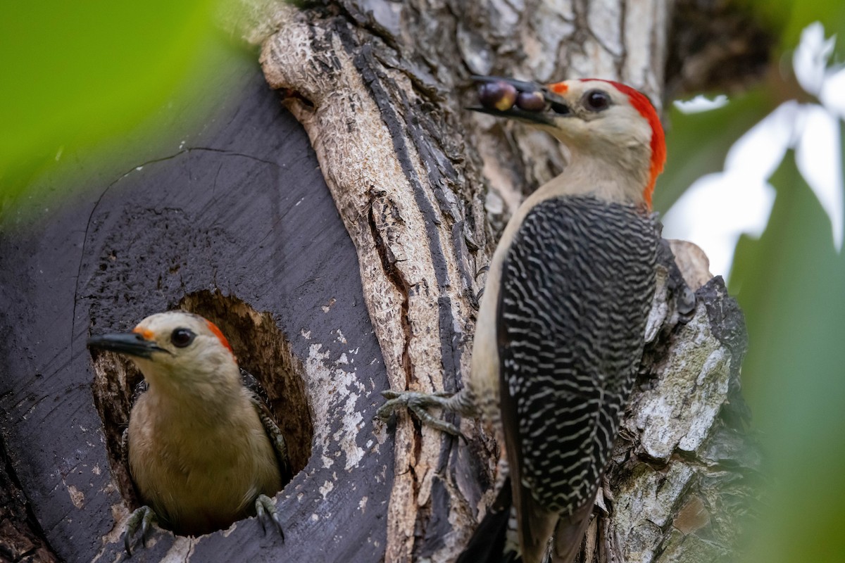 Golden-fronted Woodpecker - ML347543001