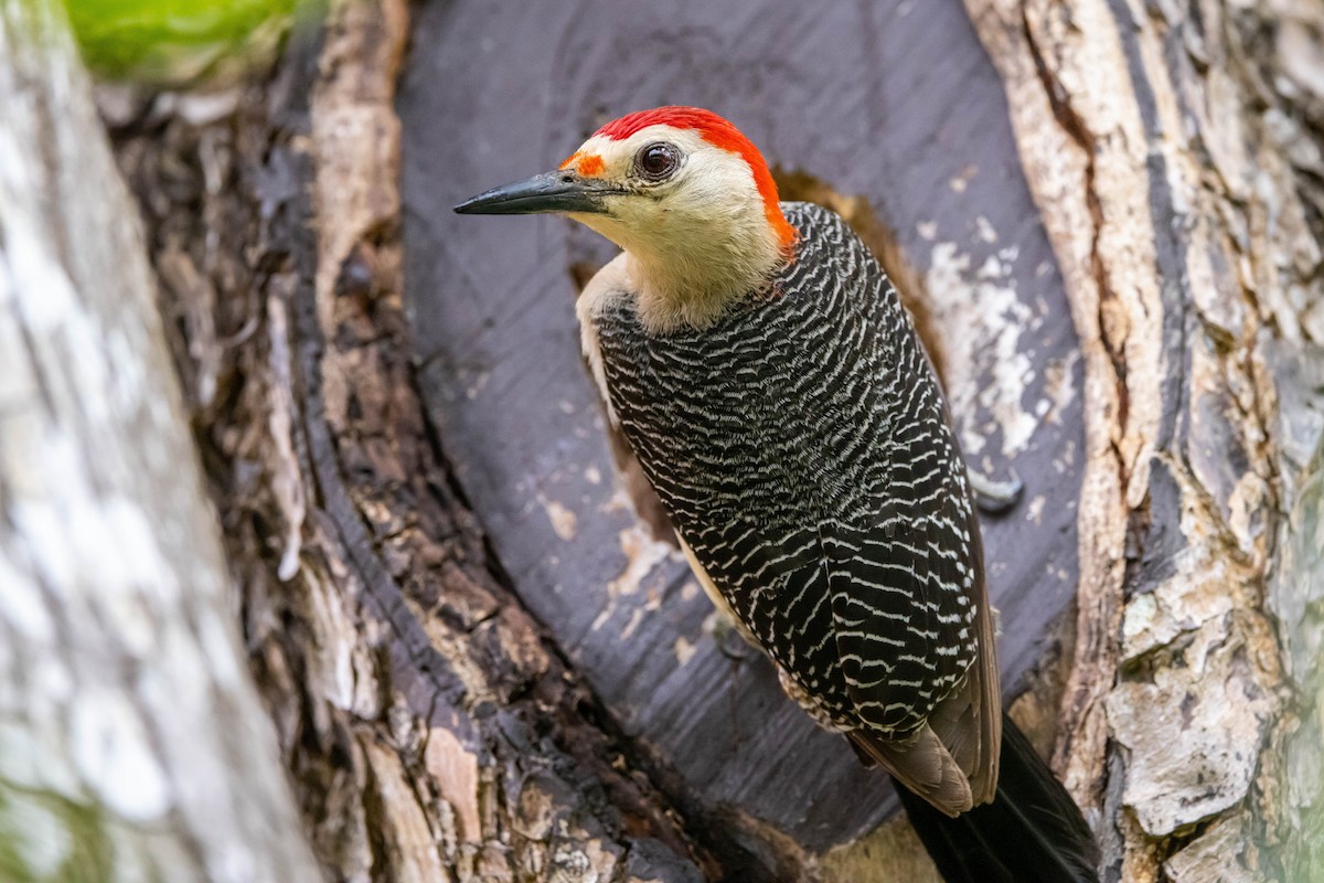 Golden-fronted Woodpecker - ML347543011