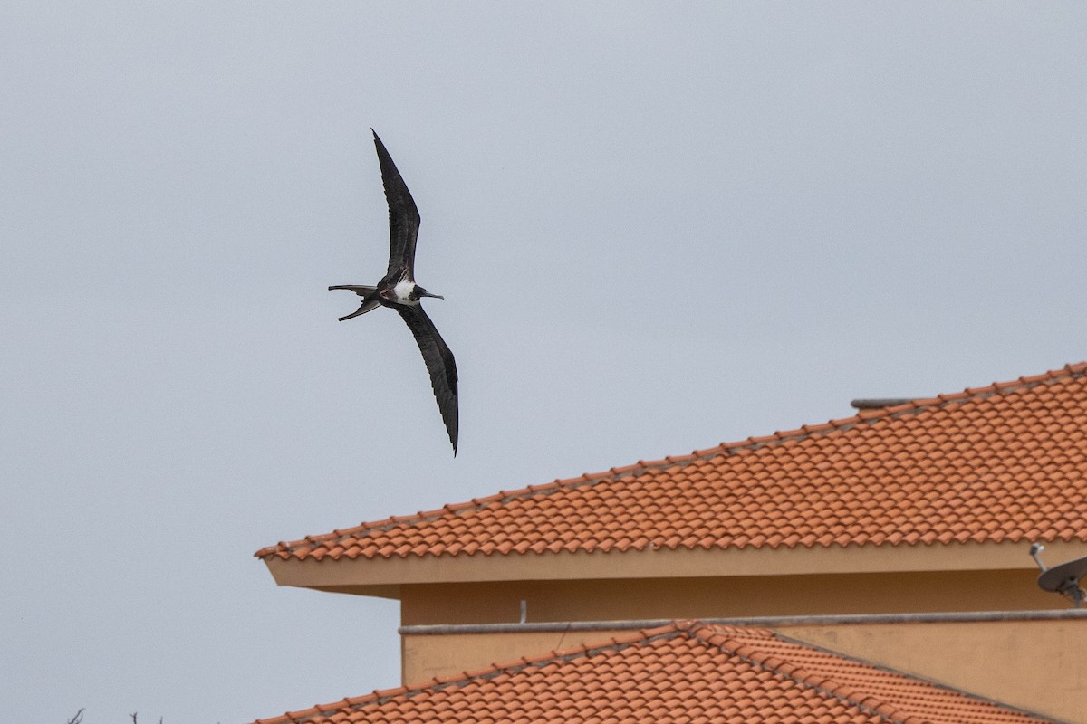 Magnificent Frigatebird - ML347543081