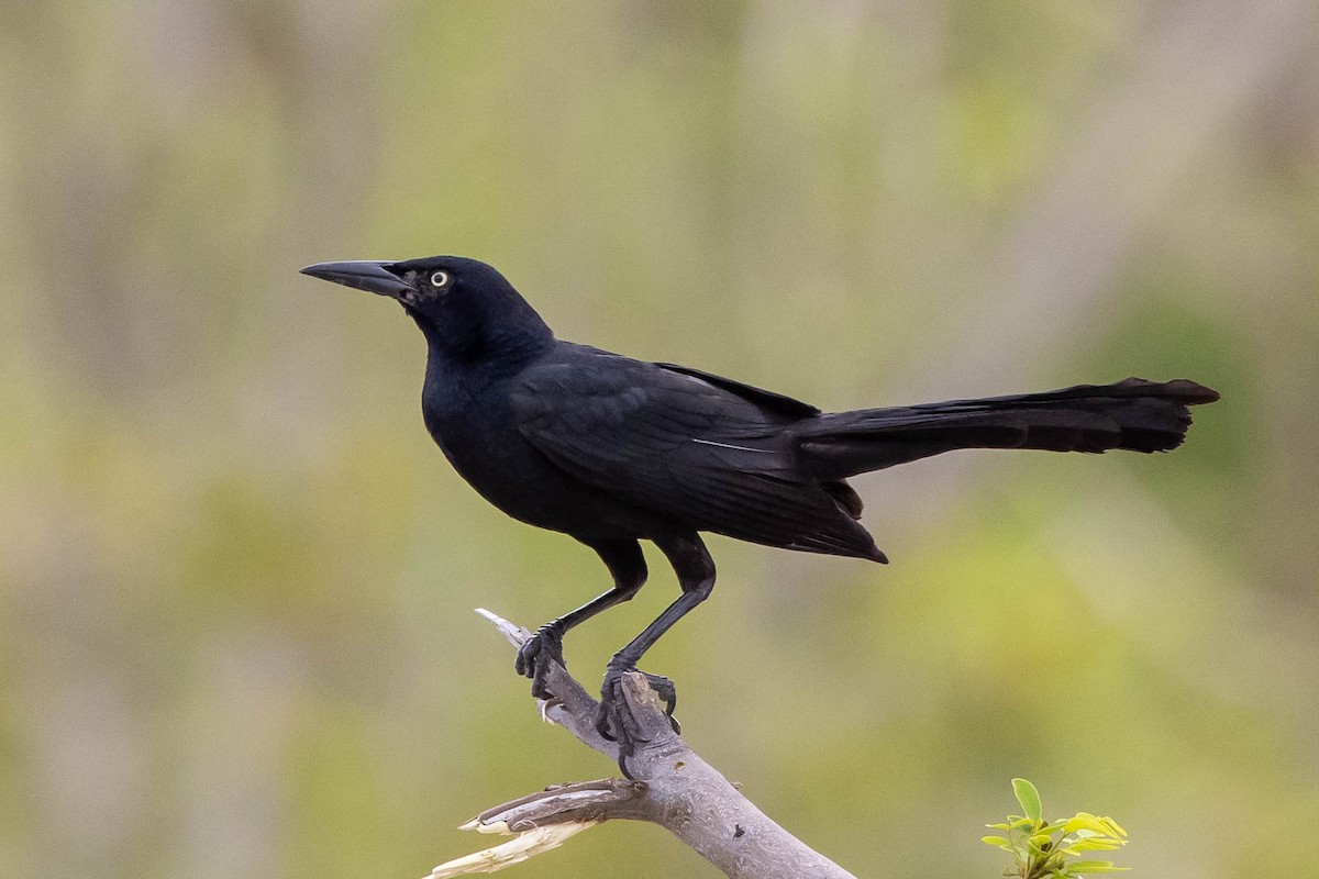 Great-tailed Grackle - ML347543521