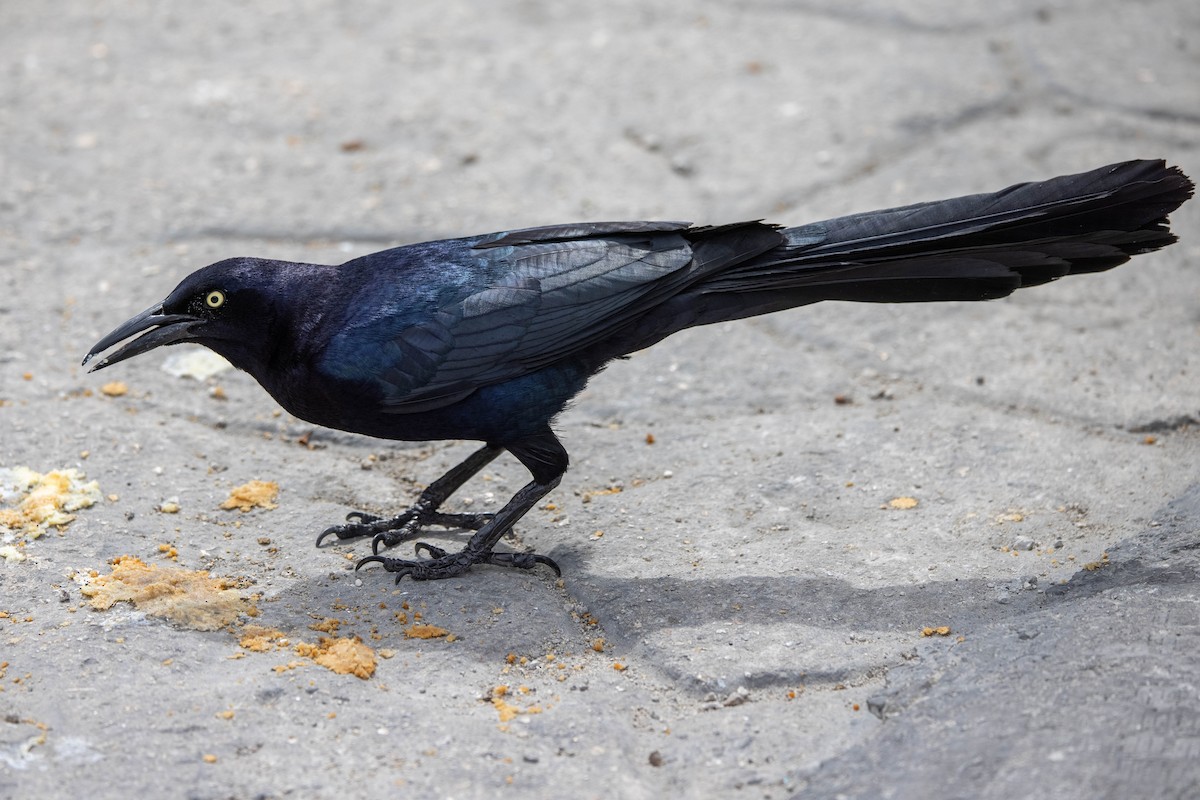Great-tailed Grackle - ML347543641